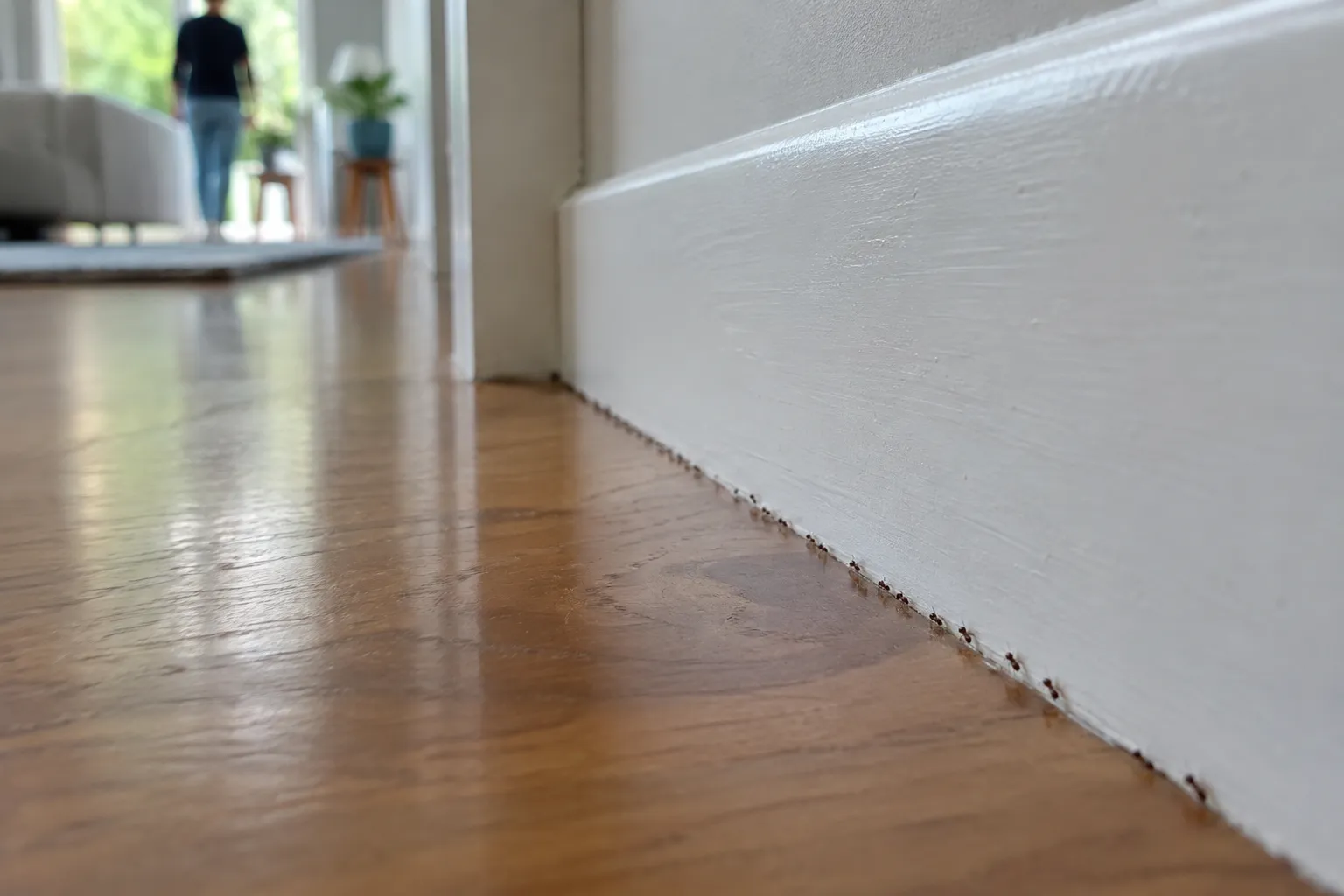 A thin trail of small brown ants running along a white skirting board